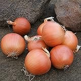 Onion Seeds - Talon Organic - 250 Seeds Photo, bestseller 2025-2024 new, best price $5.99 ($0.02 / Count) review