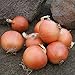 Photo Onion Seeds - Talon Organic - 250 Seeds new bestseller 2024-2023