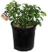 Photo Rubus 'Chester' (Thornless Blackberry) Edible-Shrub, blackberry, #2 - Size Container new bestseller 2024-2023