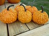 12+ Seeds Pumpkin (RFS) : Sanchez Pumpkin Fresh Photo, bestseller 2024-2023 new, best price $23.00 review