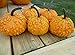 Photo 25+ Seeds Pumpkin (RFS) : Sanchez Pumpkin Fresh new bestseller 2024-2023