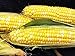 Photo Early Sunglow Hybrid (su) Corn Seeds - Non-GMO new bestseller 2024-2023