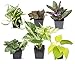 Photo Easy to Grow Houseplants (6 Pack), Live House Plants in Plant Containers, Growers Choice Plant Set in Planters with Potting Soil Mix, Home Décor Planting Kit or Outdoor Garden Gifts by Plants for Pets new bestseller 2024-2023