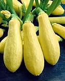 Zucchini Early Prolific Straightneck - Kürbis - 20 Samen Foto, Bestseller 2024-2023 neu, bester Preis 1,90 € Rezension