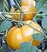 Photo 75+ Yellow Brandywine Tomato Seeds- Heirloom Variety- by Ohio Heirloom Seeds new bestseller 2024-2023