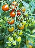 Moby Grape Tomato Seed Photo, bestseller 2025-2024 new, best price $6.95 review