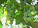 Photo MOCCUROD 50pcs/Bag Green Grape Seeds Fruit Vine Vitis Vinifera Seeds new bestseller 2024-2023