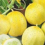 Pepino - Limón - 20 semillas [fácil de cultivar] Foto, éxito de ventas 2025-2024 nuevo, mejor precio 3,16 € revisión