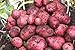 Photo Simply Seed - 5 LB - Red Pontiac Potato Seed - Non GMO - Naturally Grown - Order Now for Spring Planting new bestseller 2024-2023