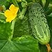 Photo Bush Pickle Cucumber Garden Seeds - 3 g Packet ~100 Seeds - Non-GMO, Heirloom, Pickling, Vegetable Gardening Seed new bestseller 2024-2023