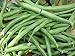 Photo Blue Lake Bush Bean Seeds- 20+ Seeds by Ohio Heirloom Seeds new bestseller 2024-2023