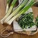 Photo David's Garden Seeds Bunching Onion Tokyo Long 1144 (White) 200 Non-GMO, Heirloom Seeds new bestseller 2024-2023