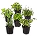 Photo Live Aromatic and Edible Herb Assortment (Lavender, Rosemary, Lemon Balm, Mint, Sage, Other Assorted Herbs), 6 Plants Per Pack new bestseller 2024-2023