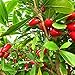 Foto Semilla de fruta fresca con 20 piezas Rare Miracle Fruit Synsepalum Dulcificum Seeds Garden Plantas al aire libre para plantar Garden Yard Home Landscaping nuevo éxito de ventas 2024-2023