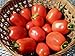 Photo 75+ Roma VFN- Heirloom Tomato Seeds new bestseller 2024-2023