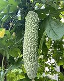 20 Bitter Melon Seeds Green Skin Karela Photo, bestseller 2024-2023 new, best price $8.00 ($0.40 / Count) review