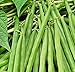 Photo 25 Greencrop Bush Bean Seeds | Non-GMO | Heirloom | Instant Latch Fresh Garden Seeds new bestseller 2024-2023