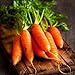 Photo Red Cored Chantenay Carrot Seeds, 1000 Heirloom Seeds Per Packet, Non GMO Seeds new bestseller 2024-2023