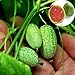 Foto Mini semillas de sandía, 10 piezas / bolsa Mini semillas de sandía Fácil de plantar Frutas deliciosas Cultivos de jardín Mini semillas de sandía para jardín nuevo éxito de ventas 2024-2023