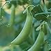 Photo Burpee Little SnapPea Pea Seeds 200 seeds new bestseller 2024-2023