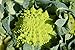 Photo Graines Chou brocolis Romanesco - sachet de 400 graines - Brassica/oleracaea/Brassicaceae - Graines de style nouveau best-seller 2024-2023