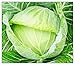 Photo 250 Golden Acre Cabbage Seeds | Non-GMO | Fresh Garden Seeds new bestseller 2024-2023