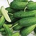 Photo Organic-Double Yield Cucumber Seeds (40 Seed Pack) new bestseller 2024-2023