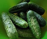 100+ Cucumber Seeds- Boston Pickling Heirloom Photo, bestseller 2024-2023 new, best price $3.99 review