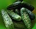 Photo 100+ Cucumber Seeds- Boston Pickling Heirloom new bestseller 2024-2023