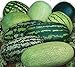 Photo CEMEHA SEEDS - Watermelon Alibaba Giant Mix Non GMO Fruits for Planting new bestseller 2024-2023