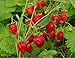 Photo NIKA SEEDS - Fruit Alpine Giant Strawberry Regina Red - 100 Seeds new bestseller 2024-2023