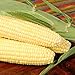 Photo Bodacious R/M Hybrid Corn Garden Seeds (Treated) - 1 Lb ~2,031 Seeds - Non-GMO, SE (Sugary Enhanced) Vegetable Gardening Seeds new bestseller 2024-2023