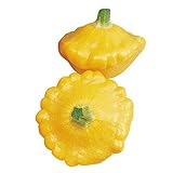 Burpee Sunburst Summer Squash Seeds 25 seeds Photo, bestseller 2024-2023 new, best price $7.73 review