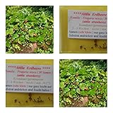 Erdbeere -Attila (ideale Hängeerdbeere) - ca. 30 Samen - aromatischer Geschmack - Rarität !!! Foto, Bestseller 2024-2023 neu, bester Preis 3,95 € Rezension