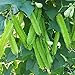 Photo MOCCUROD 15pcs Winged Pea Seeds Four Angled Bean Dragon Bean Seeds new bestseller 2024-2023