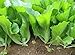 Photo 500 Indian Mustard Greens (GAI Choy, GAI Choi) Cabbage Seeds new bestseller 2024-2023