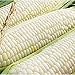 Photo Silver Queen Corn- 50+ Seeds- Ohio Heirloom Seeds new bestseller 2024-2023