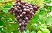 Photo 1 Ruby Red Seedless Live Grape Plant - 1-2 Year Old - Pruned & Ready for Planting new bestseller 2024-2023