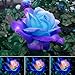 Photo 50 Pcs/Sac Graines De Rose Viable Naturel Mini Graines De Rose Bleu Ornementales Pour Jardin Graines De Plantes De Jardin Graines de rose bleu rose nouveau best-seller 2024-2023