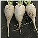 Photo German Beer Radishes Seeds (25+ Seeds) new bestseller 2024-2023