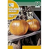 Semillas de Calabaza connecticut field Foto, éxito de ventas 2024-2023 nuevo, mejor precio 1,62 € revisión