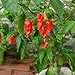 Photo Ghost Pepper Seeds for Planting, Bhut Jolokia, 25 Seeds, by TKE Farms & Gardens, Instructions Included new bestseller 2025-2024