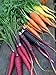 Photo Rainbow Blend Carrot Seeds, 500+ Heirloom Seeds, (Isla's Garden Seeds), 85% Germination Rate, Non GMO Seeds, Botanical Name: Daucus carota new bestseller 2024-2023