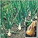 Photo Kelsae Sweet Giant Onions (Guinness Record) Seeds new bestseller 2024-2023