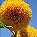 Foto 15 Semillas oso de peluche de la semilla de girasol Helianthus semi enano de jardín Semillas de flor hermosa nuevo éxito de ventas 2024-2023