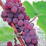 HeirloomSupplySuccess TM 25 Catawba Grape Seeds Photo, bestseller 2025-2024 new, best price $7.99 review