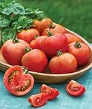 Burpee Early Girl Tomato Seeds 50 seeds Photo, bestseller 2024-2023 new, best price $7.37 ($0.15 / Count) review