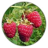 Riesen Himbeere - Ca. 50 Samen - Rubus idaeus - Für Mehrjährige Pflanzen - Gesunde & Vitaminreiche Früchte Foto, Bestseller 2024-2023 neu, bester Preis 3,49 € (0,07 € / stück) Rezension