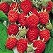 Photo Jumbo Red Raspberry Bush Seeds! SWEET! COMBINED S/H! See Our Store! new bestseller 2024-2023