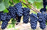 Grape Seeds for Planting-50 Seeds Photo, bestseller 2024-2023 new, best price $6.99 review